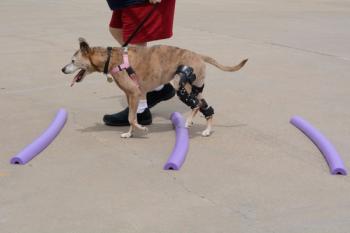 Veterinary sports medicine and rehabilitation