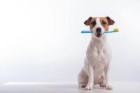 Canine oral health