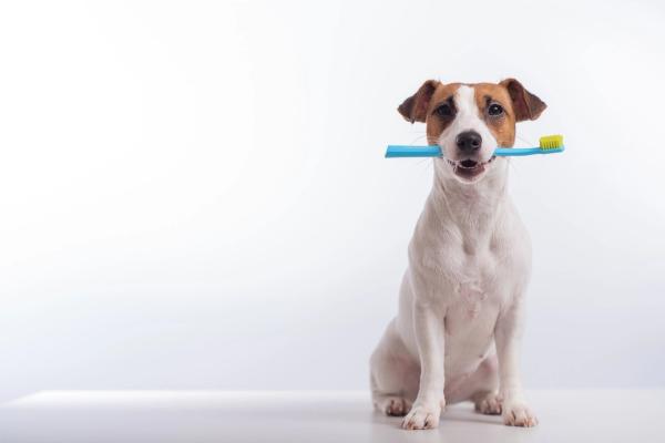 Canine oral health