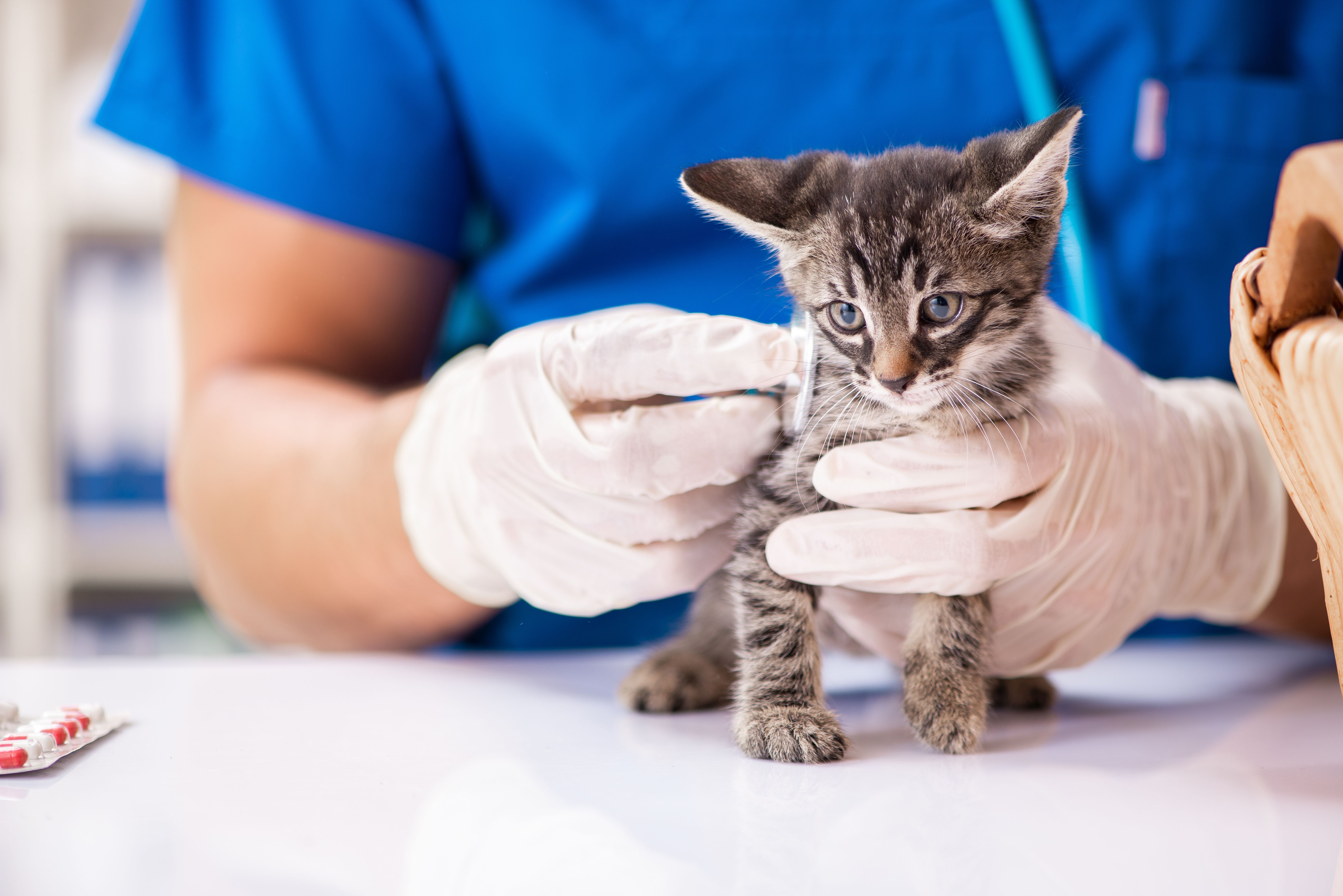State Veterinary Groups Endorse Feline Fix By Five Months Practice Dvm360