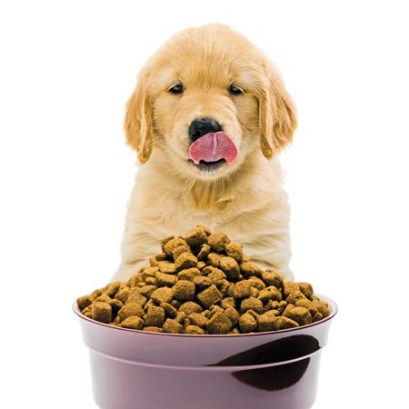dog food suppliers online
