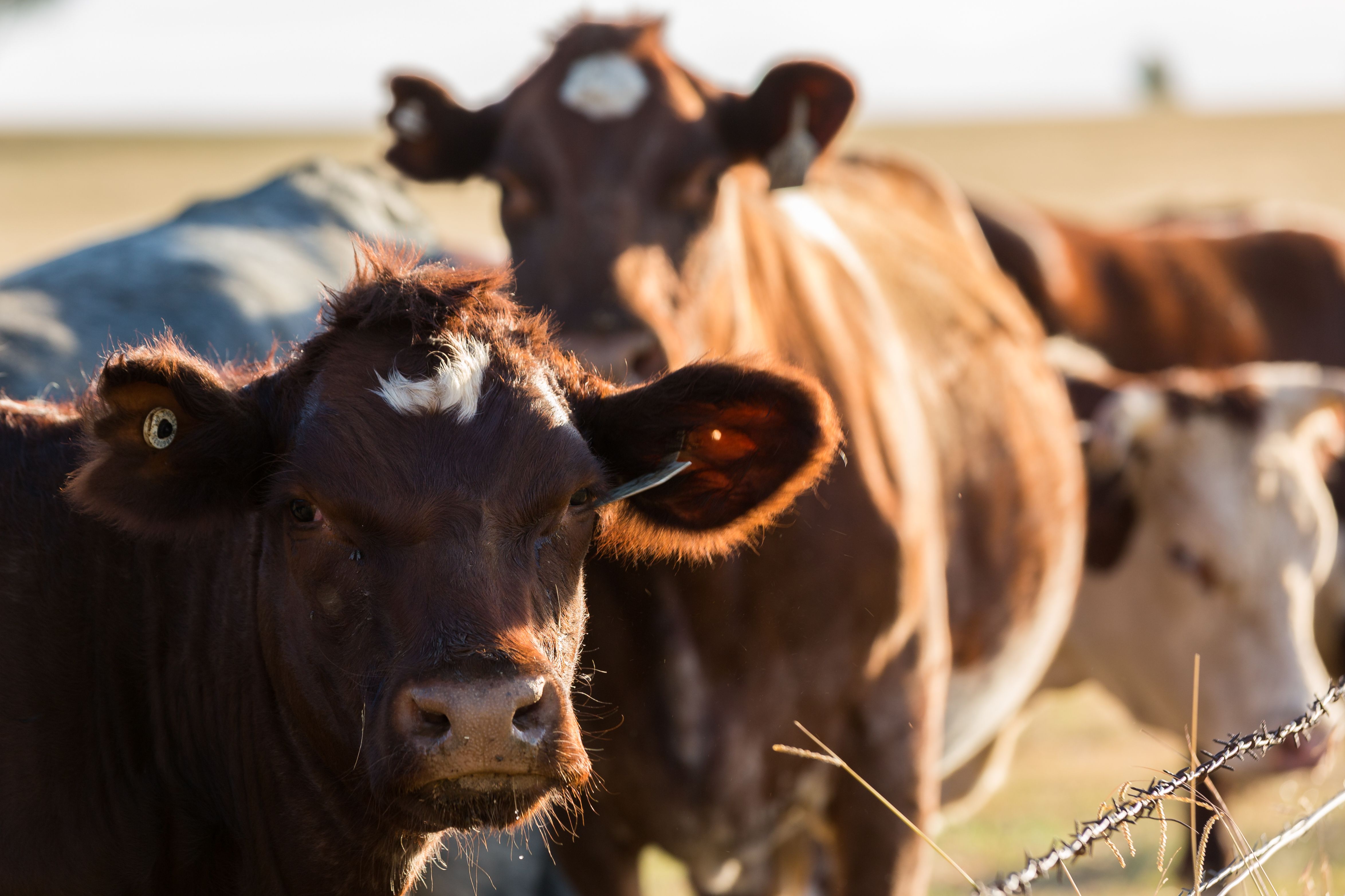 FDA approves first generic moxidectin injectable solution for cattle ...
