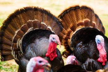 Photo: Joe/Adobe Stock