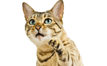 managing-senior-cats-450.gif