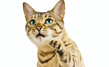 managing-senior-cats-450.gif
