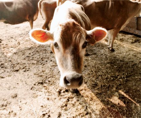 veterinary_cow_8_460-648381-1384338942559.jpg