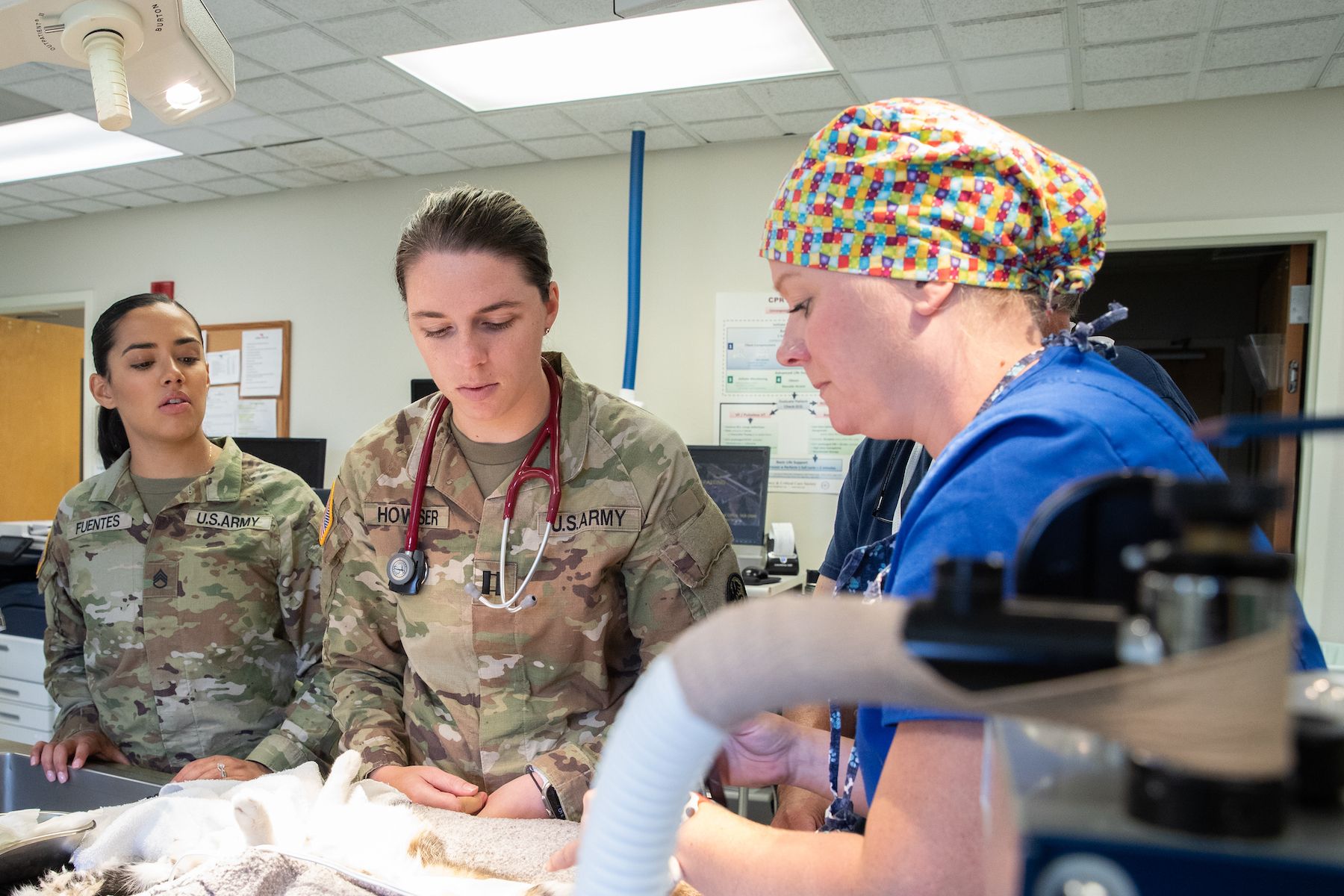 military veterinarians