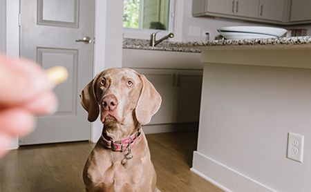 veterinary_dog_pill_supplement_Laura_AdobeStock_168530668_450.jpg