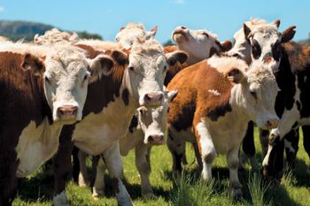 veterinary_beef_cattle_4011-831237-1404215656610.jpg