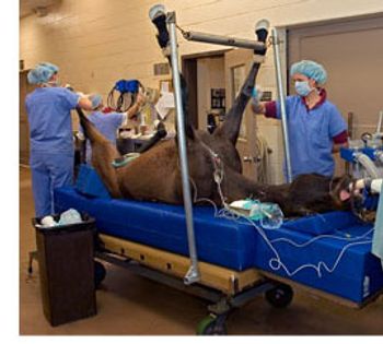 veterinary_first-765486-1384167788961.jpg