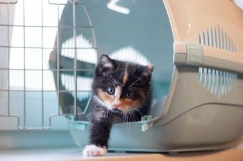 Photo: DmyTo/Adobe Stock
