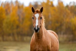 Equine