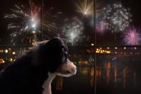 Preventing lost dogs on July 4: Stress cues, safe spaces, and recall training