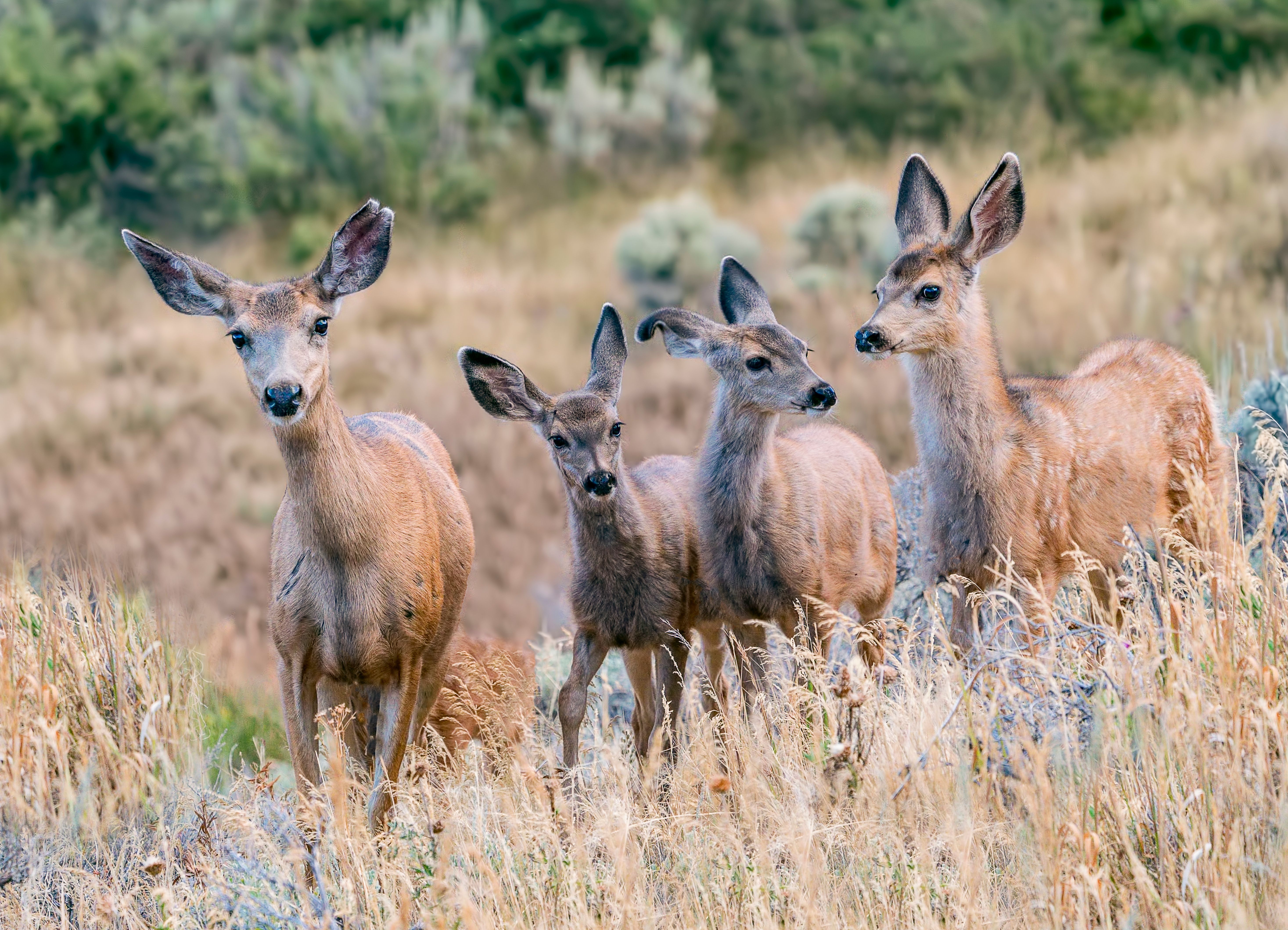 <![CDATA[New tool links wildfire smoke exposure to wildlife health and behavior]]>