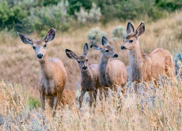 New tool links wildfire smoke exposure to wildlife health and behavior