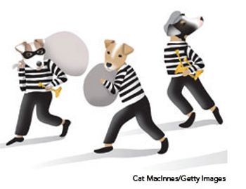 veterinary_5bandits_260_200-738240-1384184733837.jpg