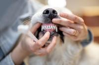 Dental do’s and don’ts to share with clients this Pet Dental Health Month