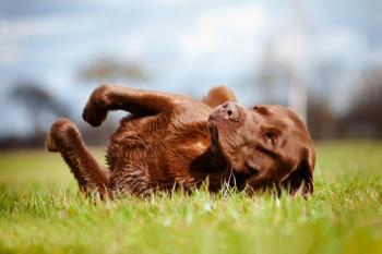 canine lymphoma