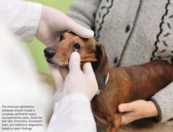 what does a dog check up consist of