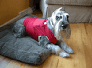 Stranger Than Fiction: "There Are Teeth Marks on It!"