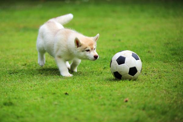 Dog playing soccer