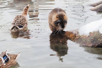 veterinary-the-funny-beaver-hides-his-eyes-from-camera-450px-shutterstock-234983962.jpg
