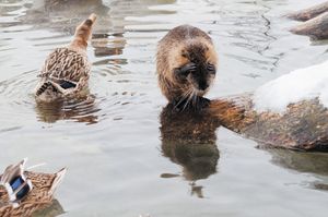veterinary-the-funny-beaver-hides-his-eyes-from-camera-450px-shutterstock-234983962.jpg
