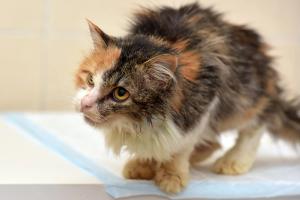 Recognizing and confirming feline hyperthyroidism