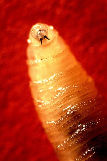 (Photo courtesy of USDA, John Kucharski, and American Veterinary Medical Association)