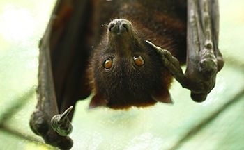 veterinary-bat-scary-AdobeStock_135250535-450.jpg