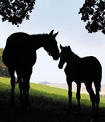 horse_mother_foal_108312533-copy-821103-1404219777113.jpg