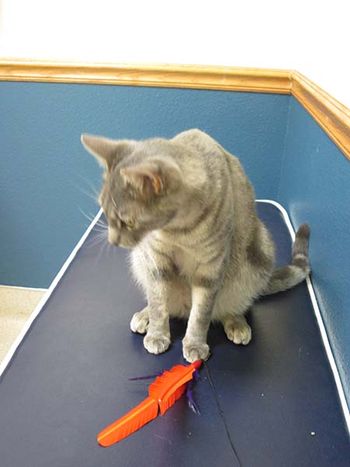 veterinary-colleran-cat-pain-450.jpg