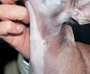 Canine Non Inflammatory Alopecia What S New And What S Old