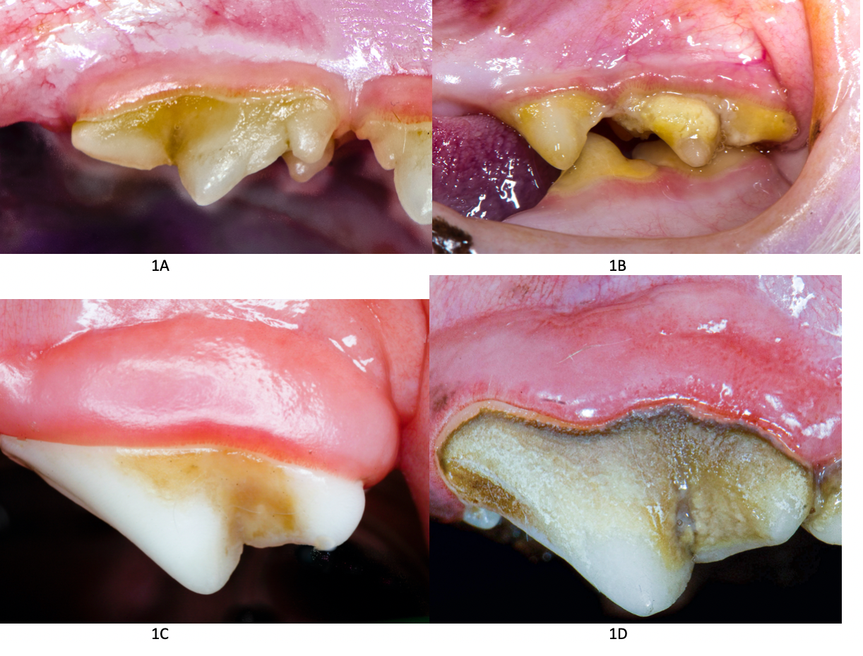 chicken leash tractor supply