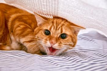 Scared cat