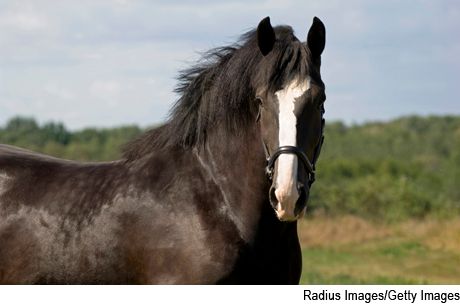 Clydesdale-680064-1384226045611.jpg