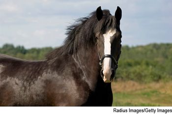 Clydesdale-680059-1384226081203.jpg