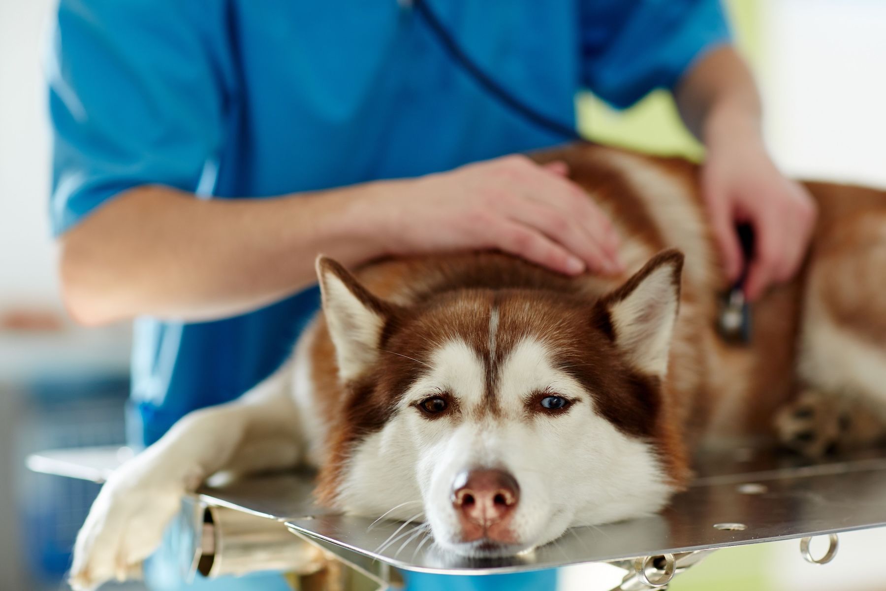 Pet oncology