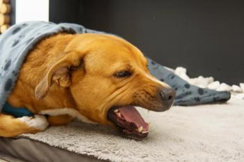 Dog coughing