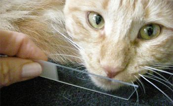 feline-resp-450.jpg