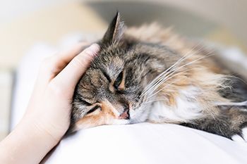 veterinary-sad-calico-maine-coon-cat-looking-down-AdobeStock_216320976-body.jpg