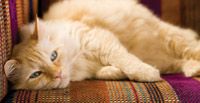 veterinary_cat_0810_9901999-681919-1384241317913.jpg