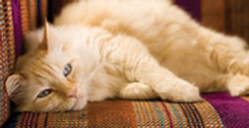 veterinary_cat_0810_9901999-681919-1384241317913.jpg
