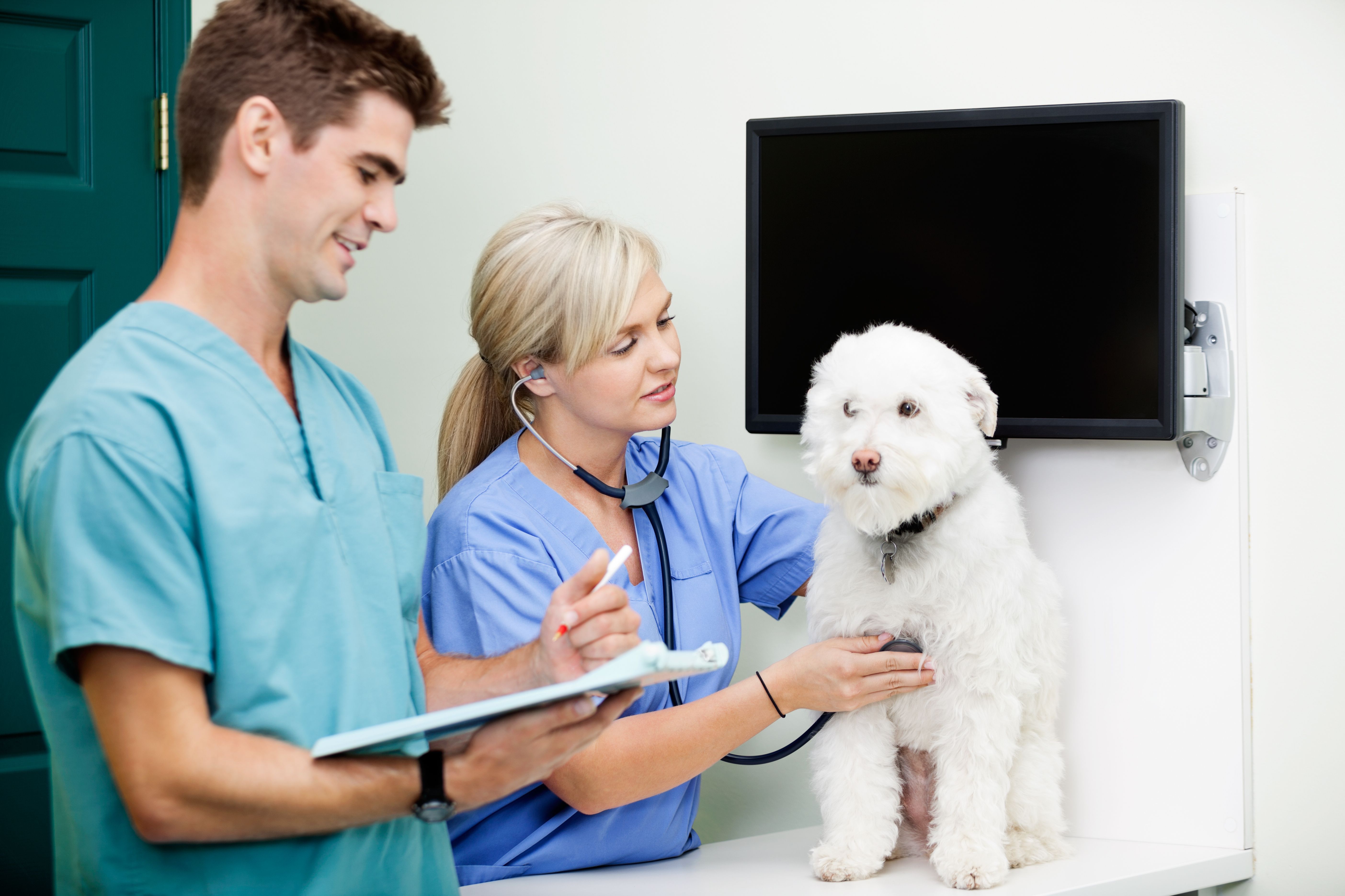 This week on dvm360: A Q&A spotlighting veterinary technicians, plus ...