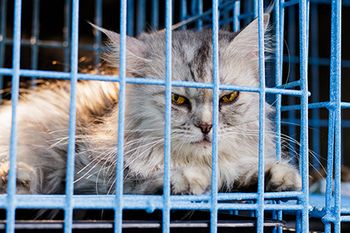veterinary-angry-cat_AdobeStock_149329596-450.jpg