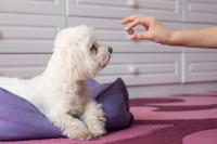 The human-animal bond was built on parasite control