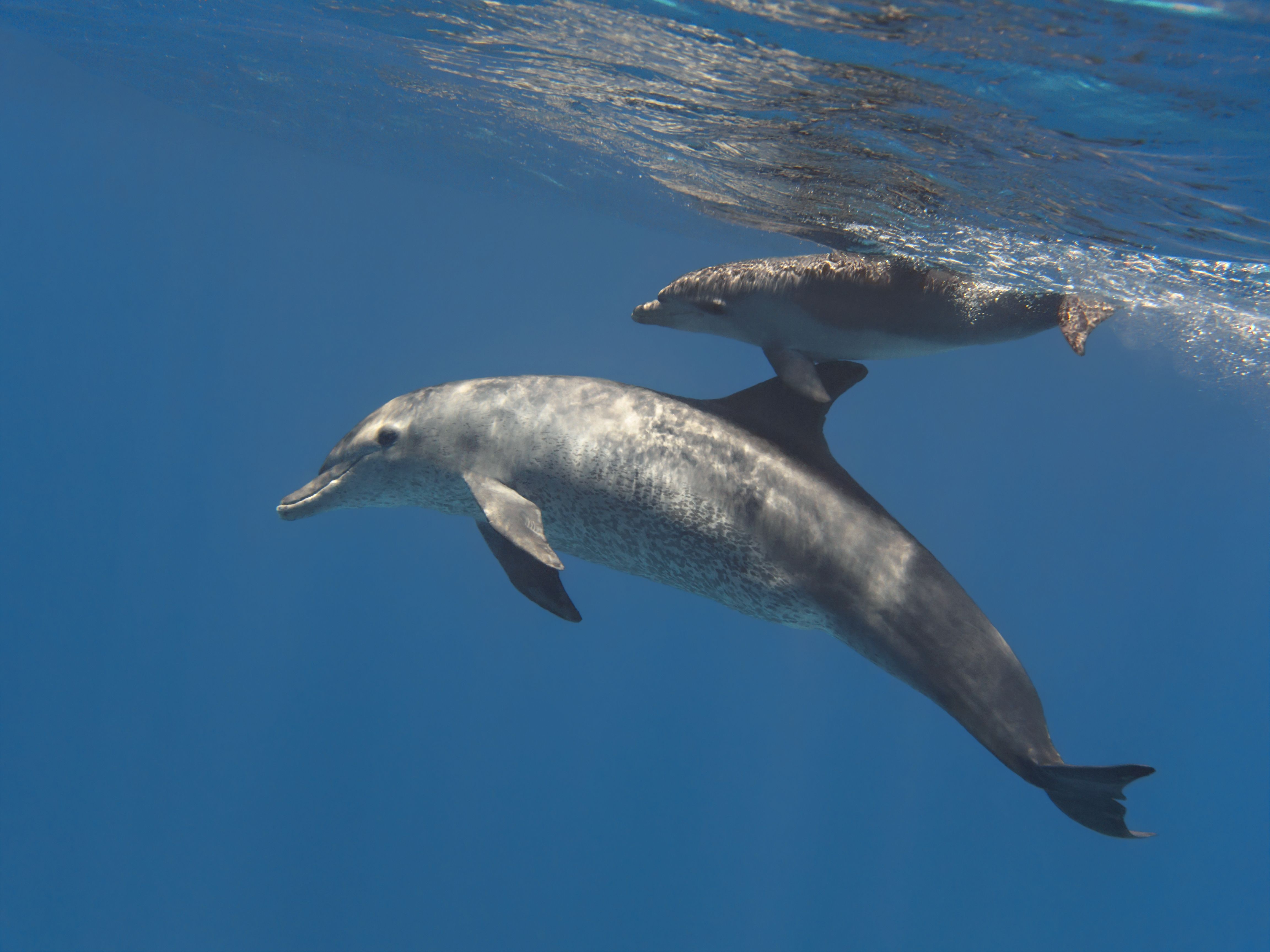<![CDATA[Study finds ‘forever chemicals’ in dolphin milk, raising early-life exposure concerns]]>