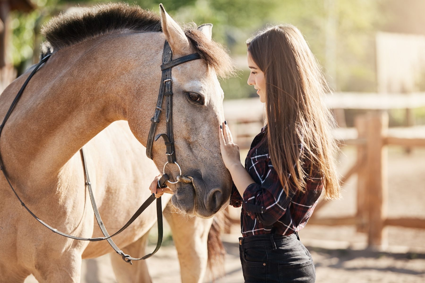 horse in the field
