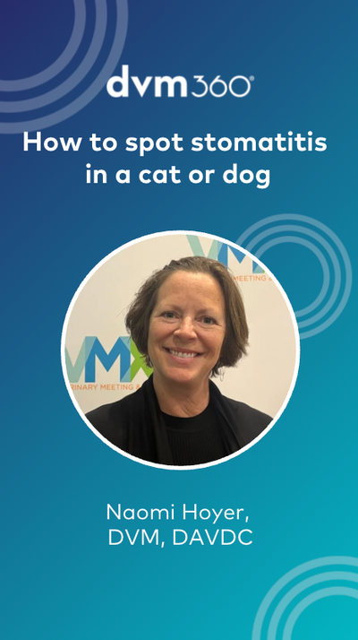 How to spot stomatitis in a cat or dog