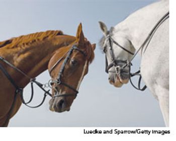 veterinary_discountsEQ_wd-600457-1384507511334.jpg